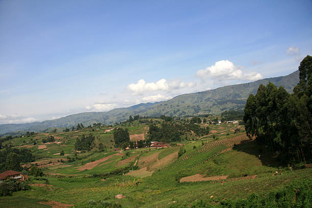 istock Rice Fields in Kisoro District in Uganda - The Pearl 636174080