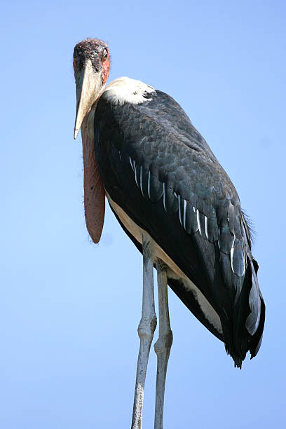 istock Maribou Stork in Uganda, Eastern Africa 636174270