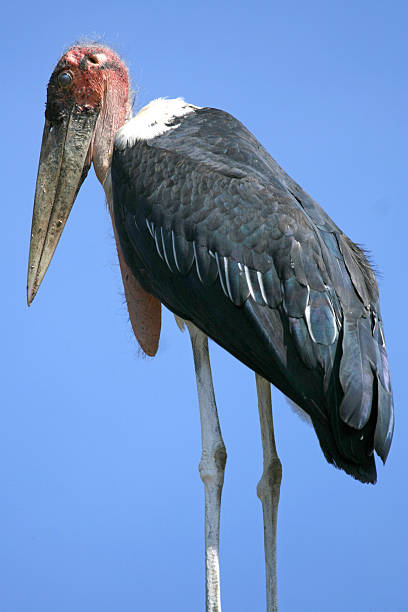 istock Maribou Stork in Uganda, Eastern Africa 636174308