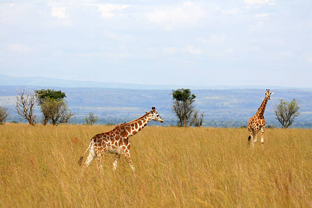 istock Giraffe, Murchison Falls National Park Safari Reserve 636174658