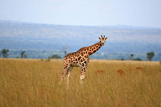 istock Giraffe, Murchison Falls National Park Safari Reserve 636174660