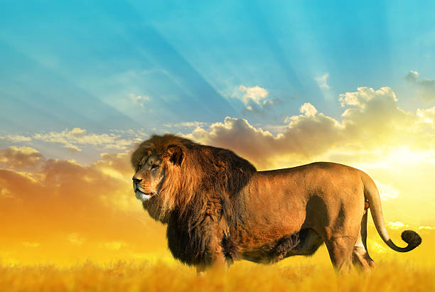 istock Big male lion on the savannah 636174668