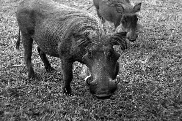 istock Warthog - Murchison Falls National Park Safari Reserve 636174808
