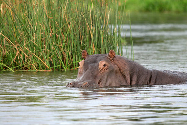istock Hippopotamus at Murchison Falls National Park Safari 636174860