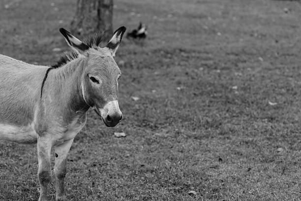istock Donkey Portrait Black and White 636177932