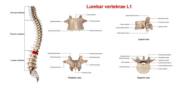 istock Lumbar vertebrae L1_With Lables 636179544