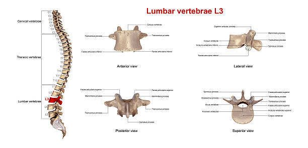 istock Lumbar vertebrae L3_With Lables 636179602