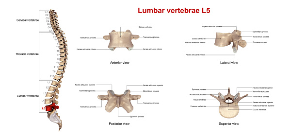 The lumbar vertebrae are, in human anatomy, the five vertebrae between the rib cage and the pelvis.