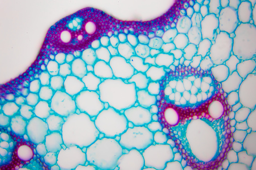 Microscopic image of Microscopic image of nymphaea of aqustio stem