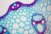 Microscopic image of nymphaea of aqustio stem
