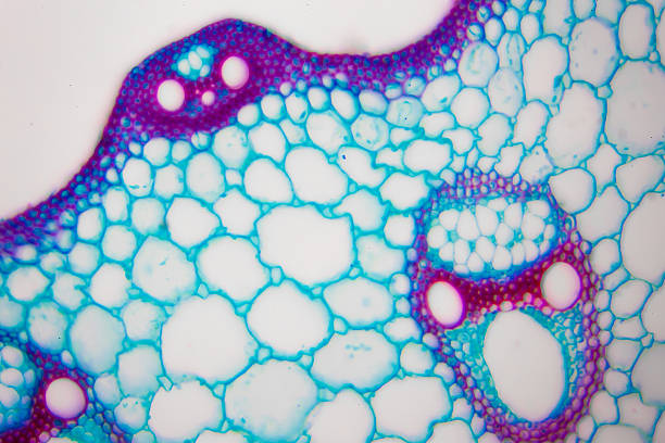 microscopic image of nymphaea of aqustio stem - magnificação imagens e fotografias de stock