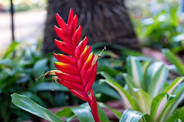 Photo of Bromeliad flower