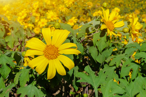 Wide field view of giant sunflowers growing on an organic farm.\n\nTaken in Gilroy, California, USA.