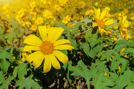 Mexican sunflower field on mountain with blue sky and morning fog,Thailand.