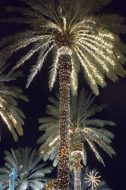 istock Palm Trees Christmas Lighting Miami Beach 636181348