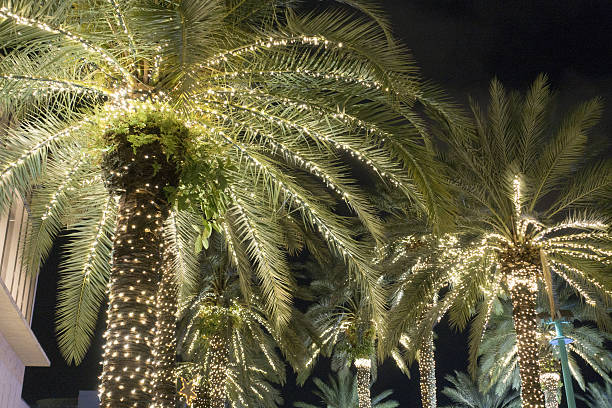 palmeras iluminación navideña miami beach - holiday lights fotografías e imágenes de stock