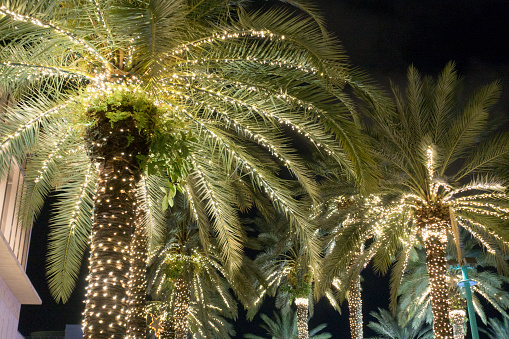 Palm Trees Christmas Lighting Miami Beach