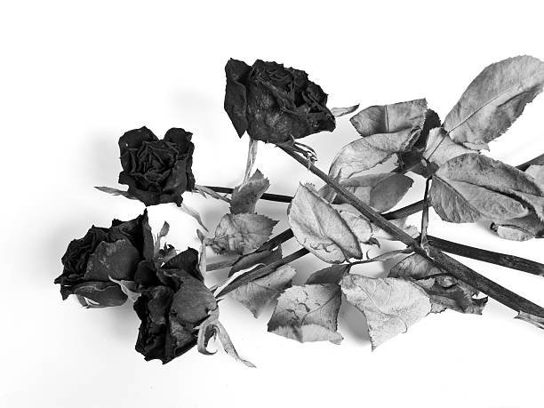 istock Petals and leaf of roses the Haggard 636181590