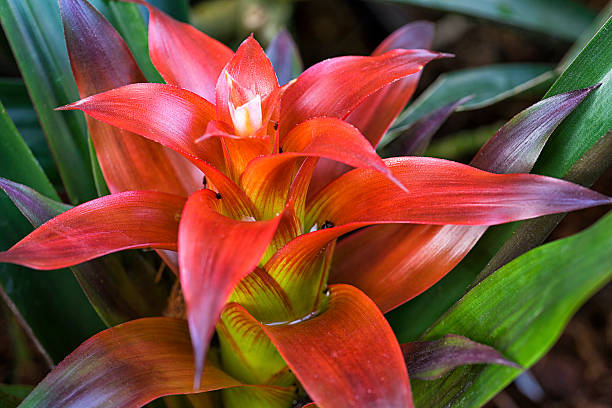 Bromeliad Plant The Bromeliad, Bromeliaceae or Urn Plant  aechmea fasciata stock pictures, royalty-free photos & images