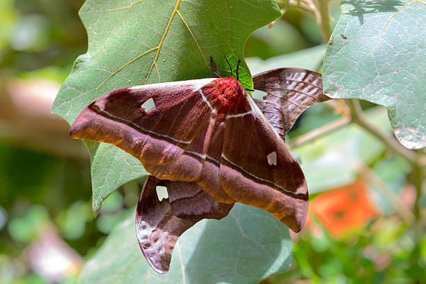 istock big butterfly Gonimbrasia belina, emperor moth Madagascar 636184846