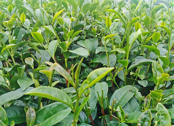 istock Green tea bud and leaves in tea plantations 636187820