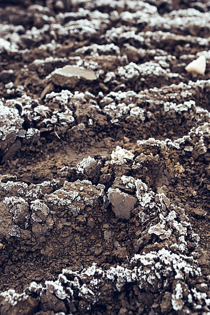 istock Frozen plowed agricultural field covered with frost 636188972