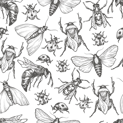 Hand drawn vector pattern with insects in different poses. Moth, butterfly, bee, bumblebee, ladybug. Vector collection. Detailed realistic sketches. Ink, pen, linework.