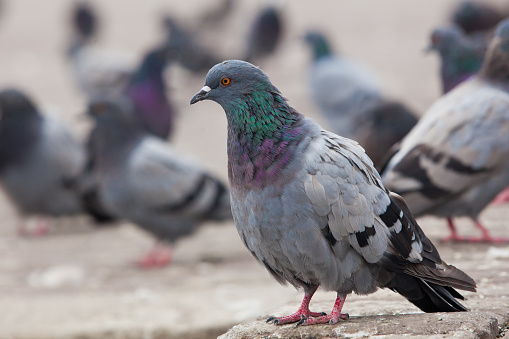 Urban pigeons closeup 