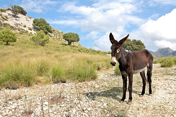 Two donkeys stand among rocky terrain with small stone cairns at the northeasternmost point of Cyprus. The image represents wildlife, travel, and the unique landscape of the Karpas Peninsula.