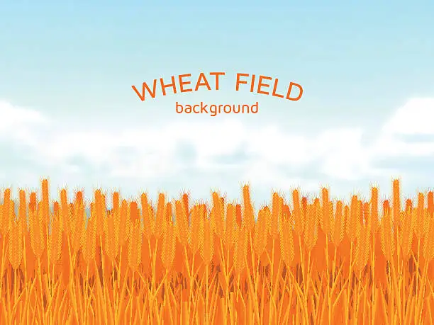 Vector illustration of Wheat field and blue sky background.  Colorful vector illustration.