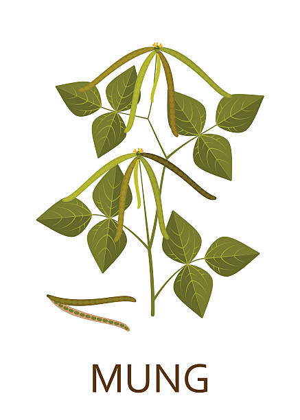 mung pflanze mit blättern und hülsen. vektor-illustration. - mung bean stock-grafiken, -clipart, -cartoons und -symbole