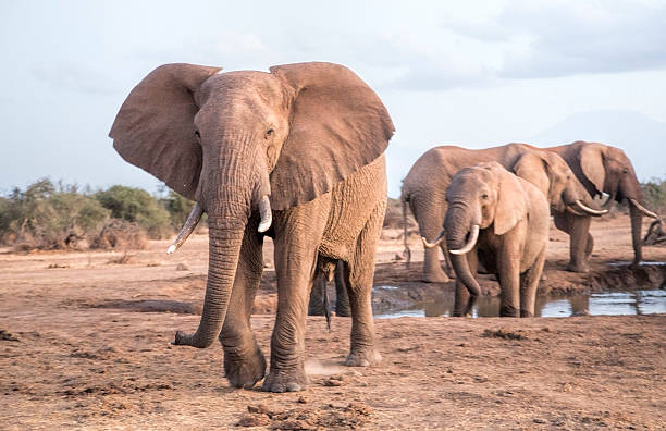 istock Herd of Elephants in Selankay consevancy Kenya. 636192660