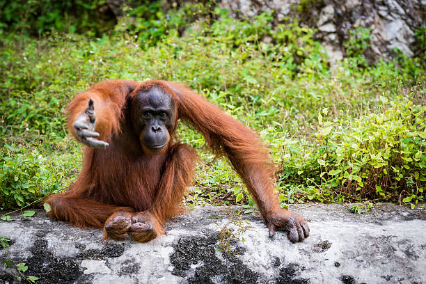 orango specie asiatiche di grandi scimmie esistenti - island of borneo foto e immagini stock