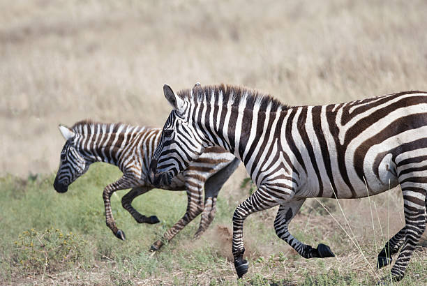 running on the African savannah zebras, Kenya