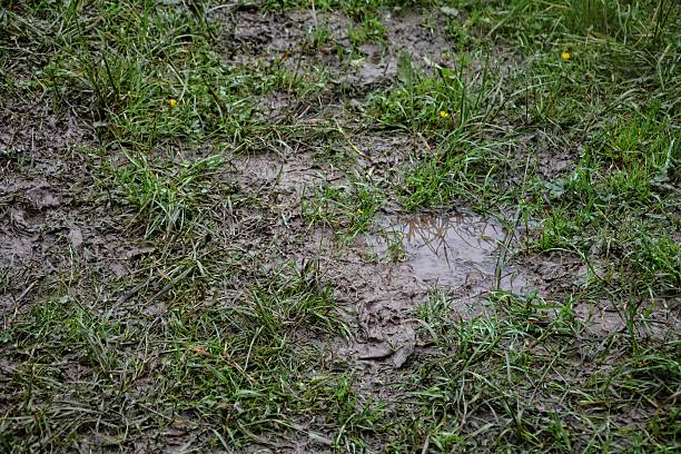 mud-meadow-after-rain.jpg