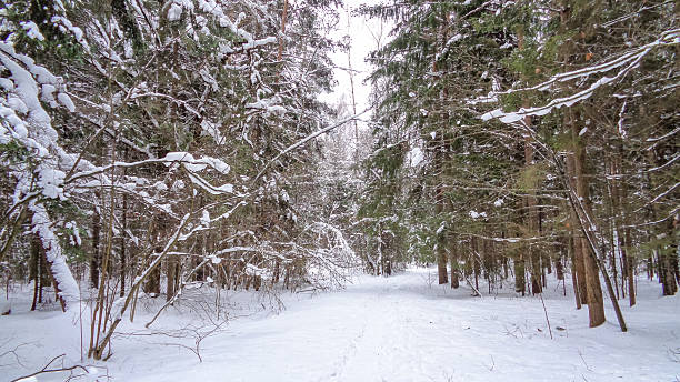 istock Wet winter forest in December. Christmas time 636194836