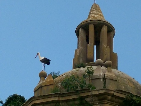 Stork  on a roof in Spain