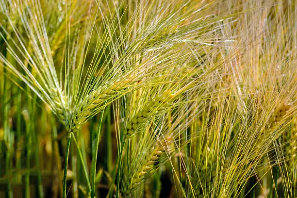 Closeup of ripening littlespelt ears in the feild. It is summertime in the Netherlands.