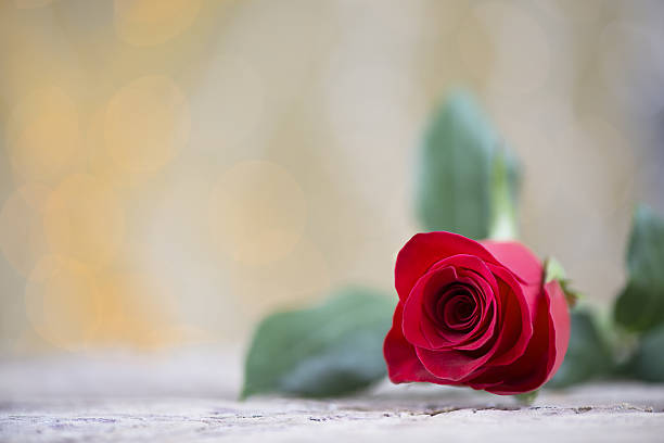 istock Beautiful red rose for Valentine's day 636199462