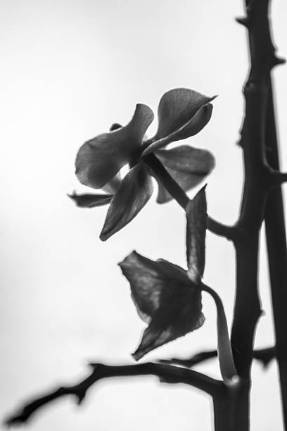 istock Beautiful orchid in window with soft smooth background 636199964