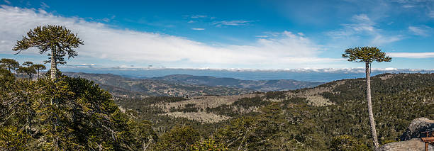 pietra dell'aquila nel parco nazionale di nahuelbuta, cile. - chilean culture chile forest the americas foto e immagini stock