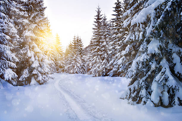 istock Snow covered trees in the winter sun light 636200622