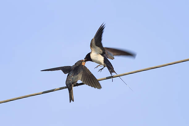 istock bird swallow feeds its Chicks on wires 636200738