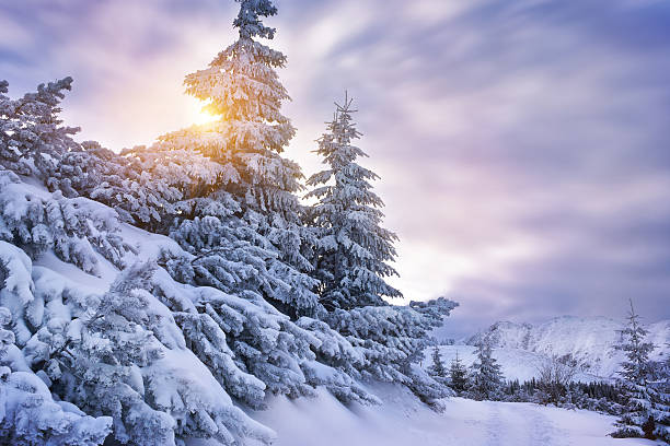 istock Snow covered trees in the tatra mountain winter sun light 636201024