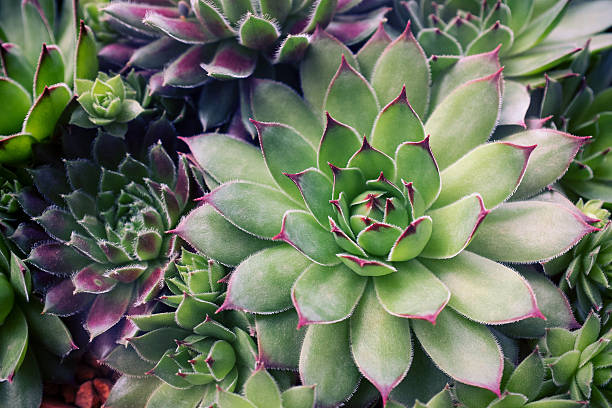 succulent plants set background - bloemenmotief fotos stockfoto's en -beelden
