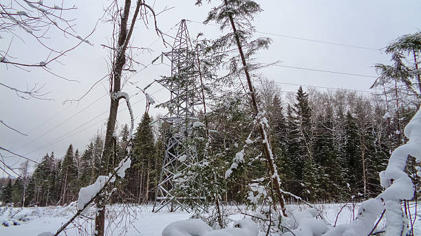 istock Wet winter forest in December. Christmas time 636203544