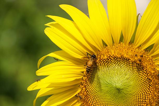 istock Sunflower Head Close Up Bees Pollinating Background real bokeh 636203748