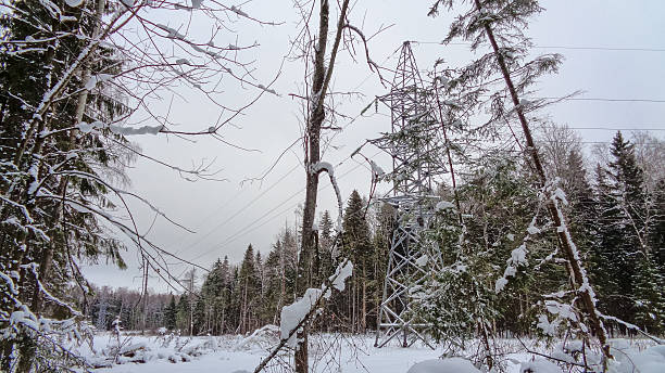 istock Wet winter forest in December. Christmas time 636203768