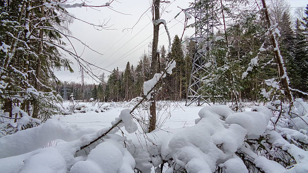 istock Wet winter forest in December. Christmas time 636203852