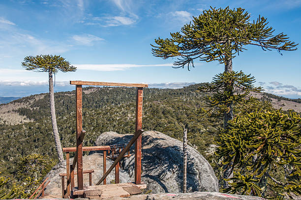 piedra del águila en el parque nacional nahuelbuta, chile. - chilean culture chile forest the americas fotografías e imágenes de stock